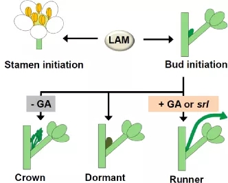 图3. LAM调控雄蕊和匍匐茎形成的功能模型.webp