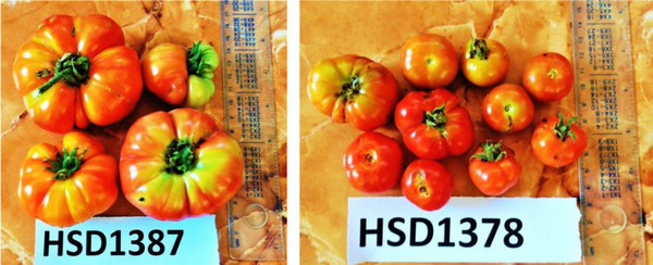APGRC 储备的种子样本包括来自多个番茄品种的种子，图为其中之一