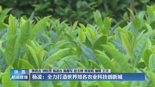 杨凌:全力打造世界知名农业科技创新城2