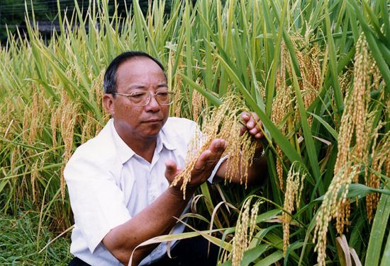 中国科学院院士、植物遗传育种学家谢华安