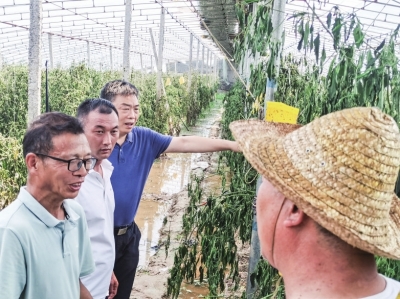 河南省大宗蔬菜产业技术体系为灾后生产恢复提供科技支撑