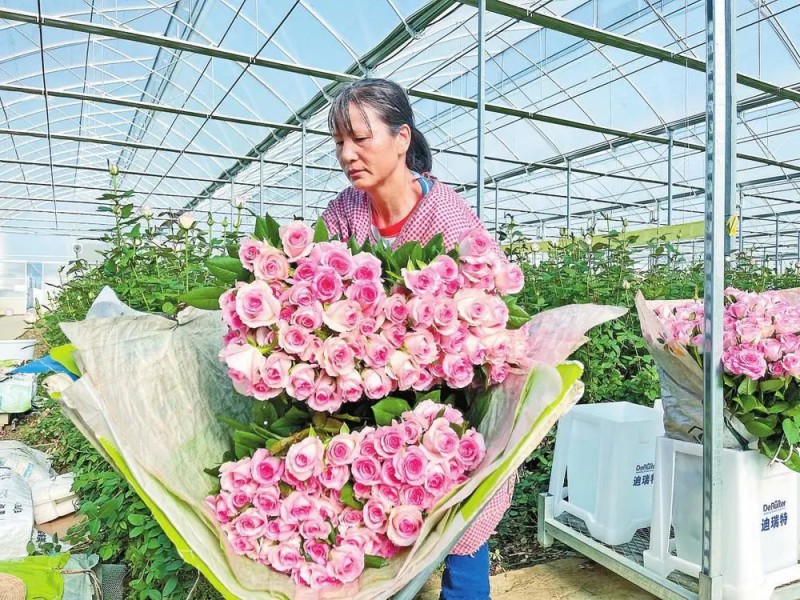 玉溪工人采摘玫瑰品种