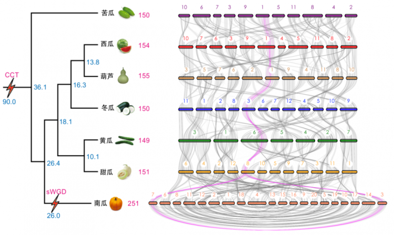 图1 七种葫芦科作物中bHLH基因比较基因组分析