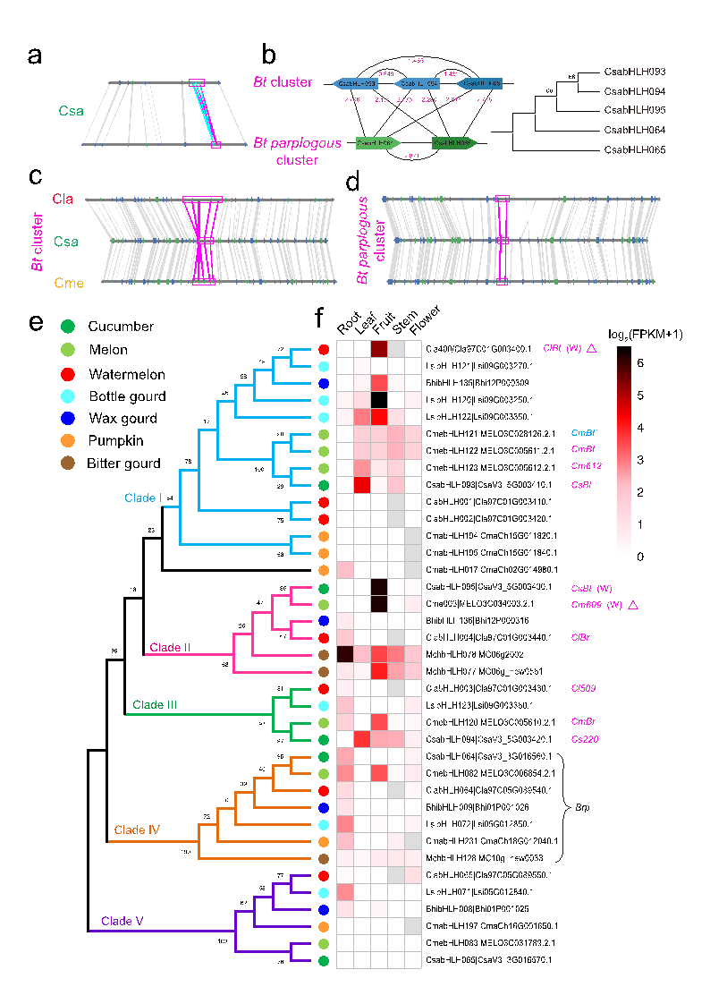 图2 Bt cluster的演化、分化以及功能分析