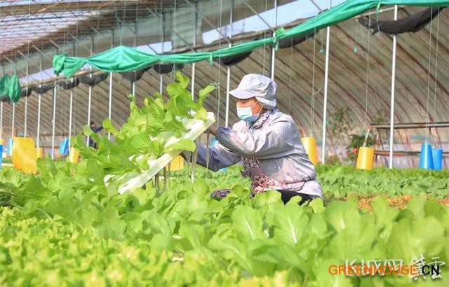 南和区和阳镇一处新型日光温室大棚里工人正在对水培蔬菜进行管护。通讯员 杨献波 供图