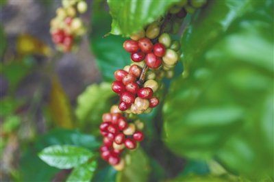 海南琼中大丰农场生长的咖啡豆。 记者 李天平 摄