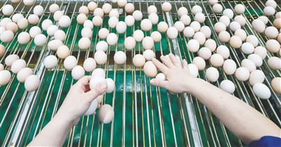 海南农垦300万只蛋鸡全产业链项目生产基地