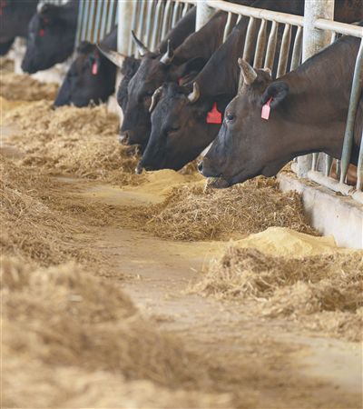 海南农垦草畜科技股份有限公司旗下肉牛繁育示范基地