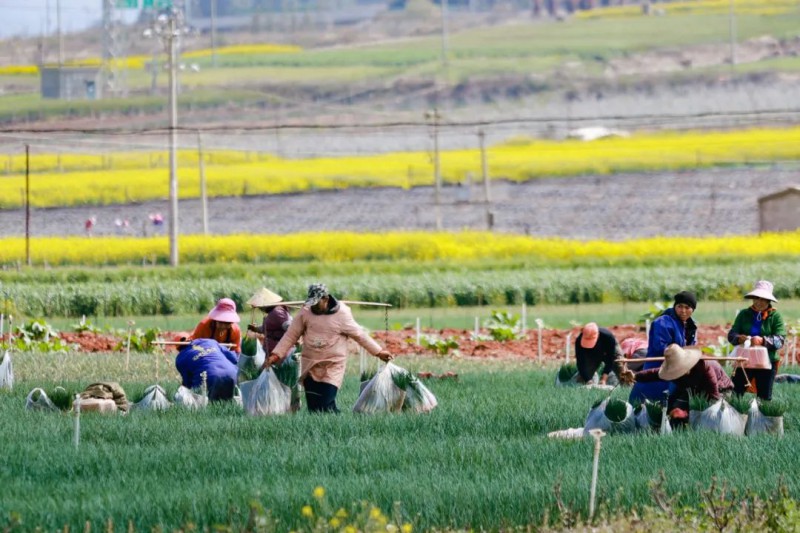 云南两大农业产业集群排名全国前六