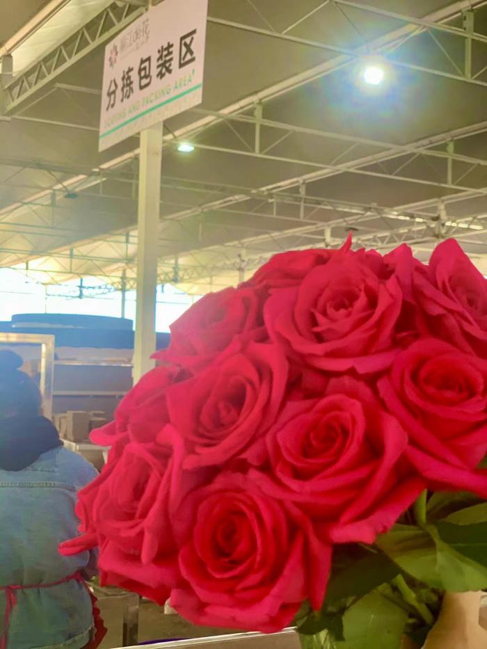 丽江产区培育的玫瑰：品种“弗洛伊德”