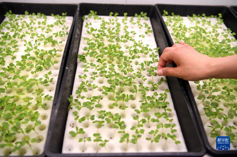 工作人员在肥东县安徽现代雾耕农业科技示范园植物工厂里查看蔬菜幼苗长势。
