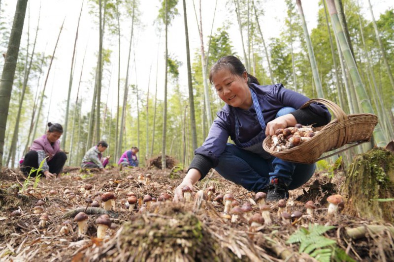 4月19日，农民在贵州省赤水市宝源乡回龙村竹林间采收赤松茸。新华社
