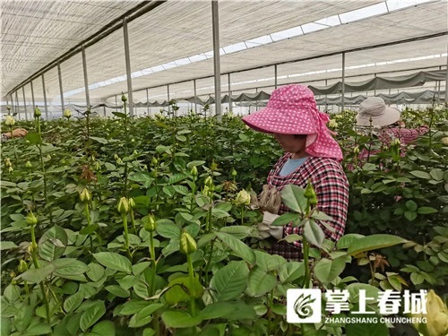 云天化高标准玫瑰种植示范基地让荒山变花海1