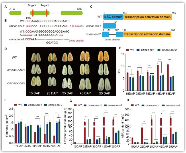 图1  CmNAC-NOR敲除突变体果实不能正常成熟