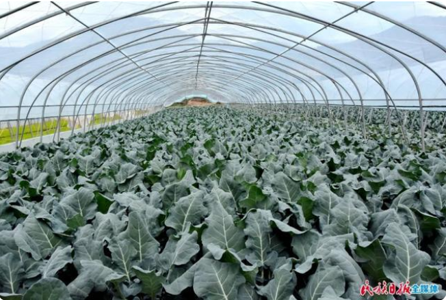 甘肃省临夏州康乐县种植的头茬高原夏菜已陆续成熟1