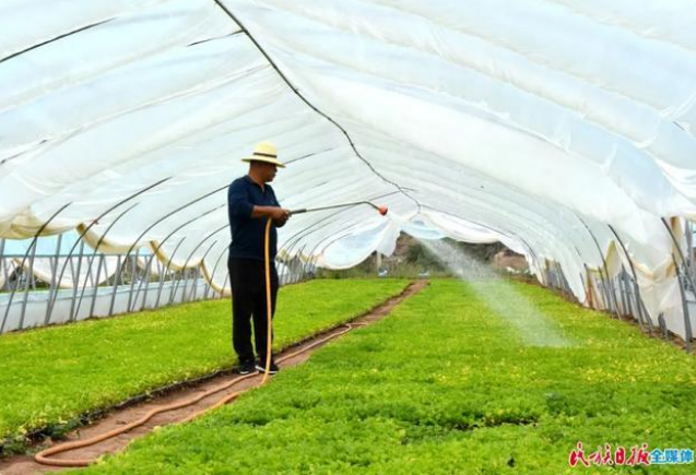 甘肃省临夏州康乐县种植的头茬高原夏菜已陆续成熟2