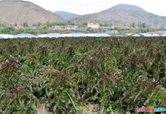甘肃省临夏州康乐县种植的头茬高原夏菜已陆续成熟4