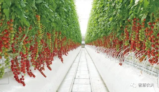 新疆霍尔果斯现代农业科技产业园3