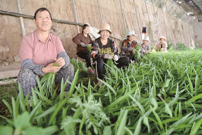7月5日,在青海惠田农业种植基地内,农户收割蔬菜。摄影:邓建青