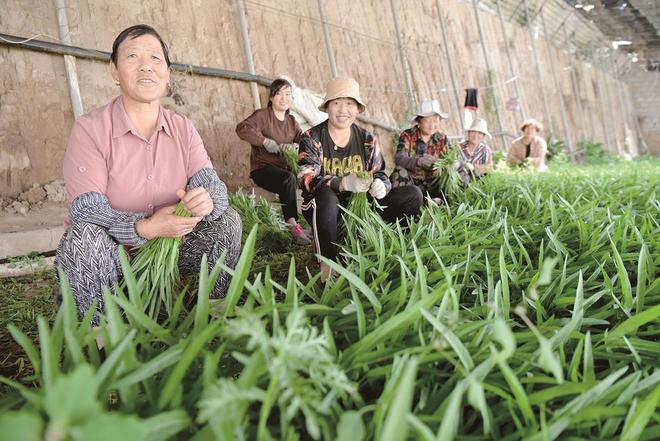 7月5日，在青海惠田农业种植基地内，农户收割蔬菜。摄影：邓建青