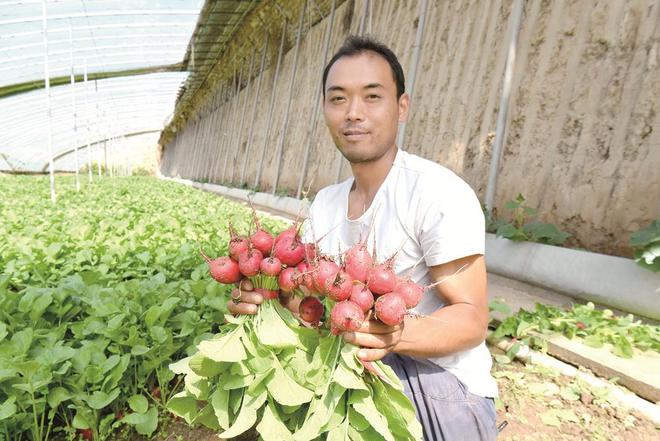 蔬菜种植户忙得不亦乐乎。摄影:邓建青