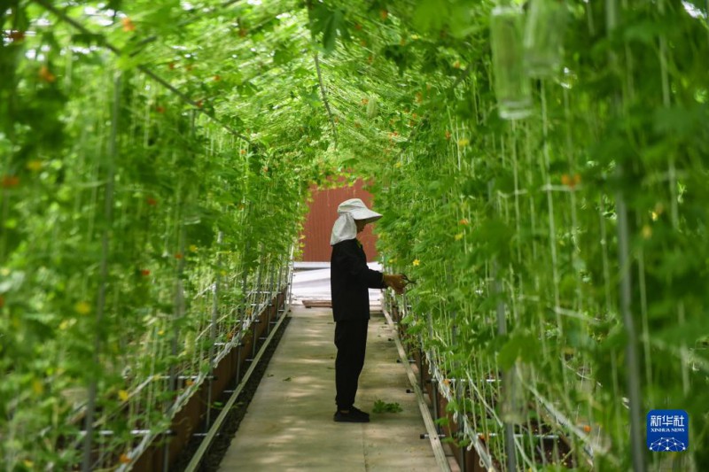 7月27日,在嘉兴南湖区的世合有机农园大棚内,工作人员查看立体栽培的苦瓜。