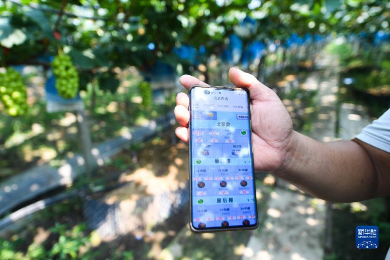 7月27日，在位于嘉兴南湖区凤桥镇的清清农场，工作人员展示手机上的控制系统。