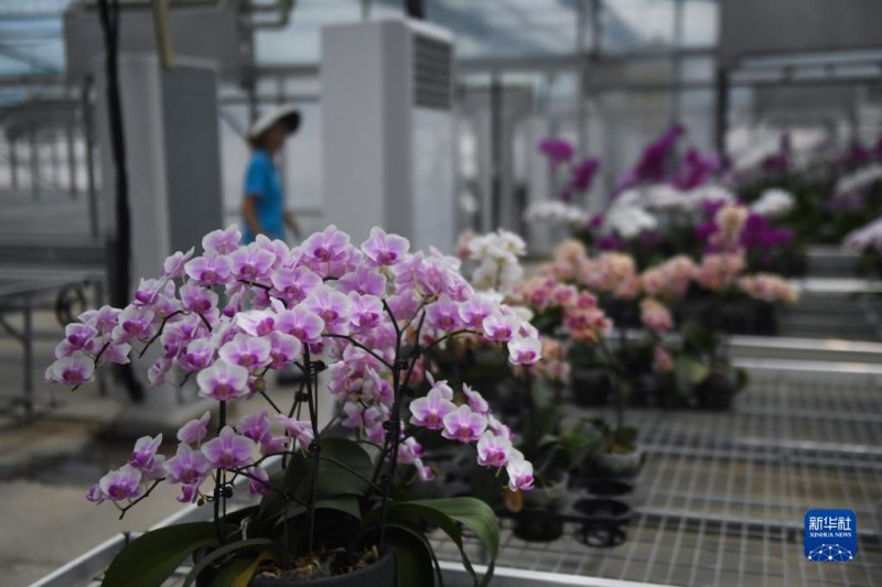 这是嘉兴南湖区的世合有机农园的恒温大棚内培育的蝴蝶兰（7月27日摄）。