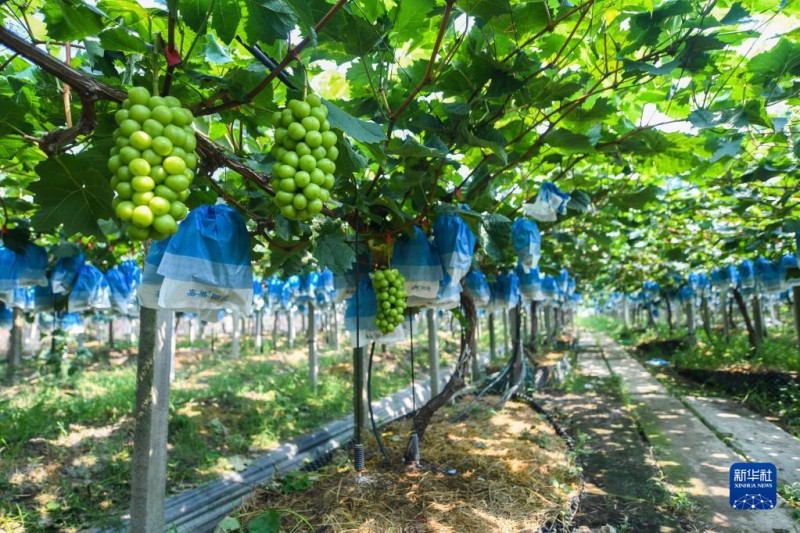 7月27日,在位于嘉兴南湖区凤桥镇的清清农场,自动灌溉系统给葡萄浇水。