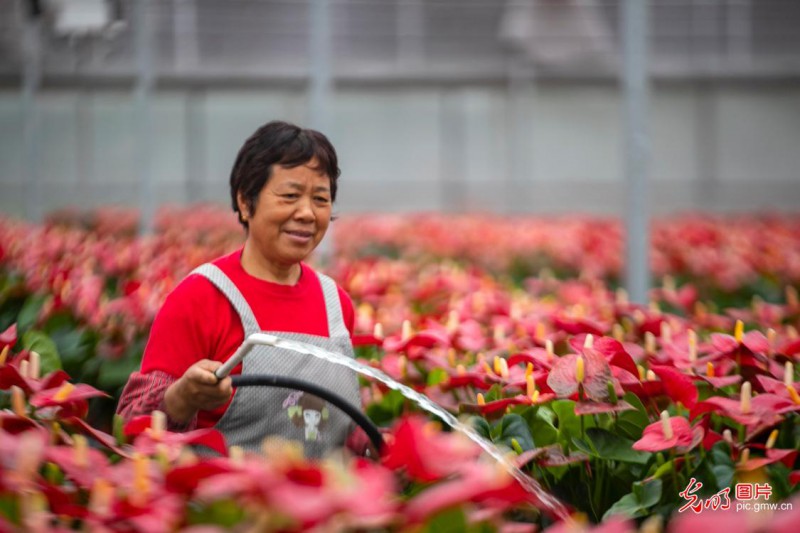 江苏泰州:花卉1