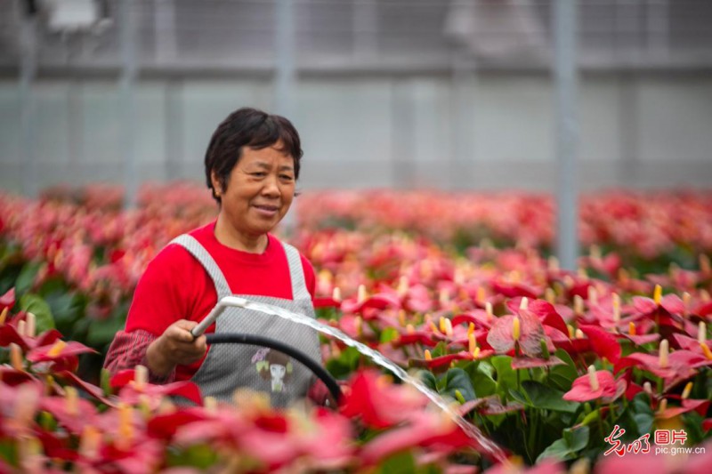 江苏泰州：花卉1