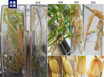 中国空间站种出的水稻种子回家了3
