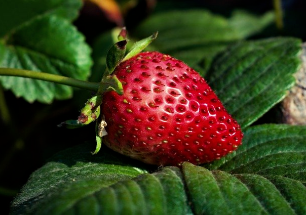 加拿大投4600万美元建冬季草莓温室农场