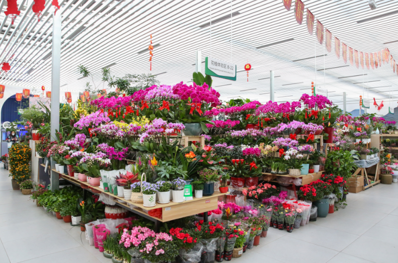 2023北京年宵花2