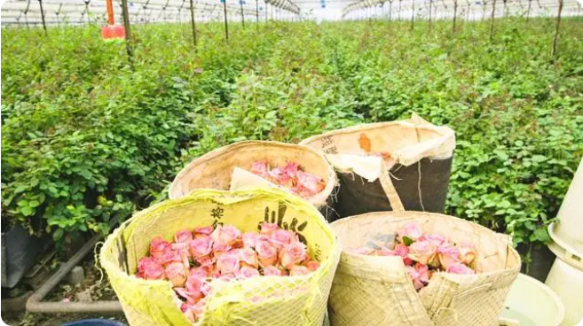 云南玉溪鲜花是当地农民增收的支柱产业之一