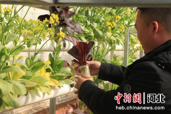 平泉市道虎沟乡双峰社区设施菜种植基地工作人员查看水培蔬菜长势。 张悦 摄