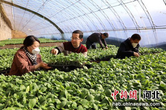 平泉市农业科技人员在榆树林子镇黄瓜育苗基地对农户进行技术指导。 李平文 摄