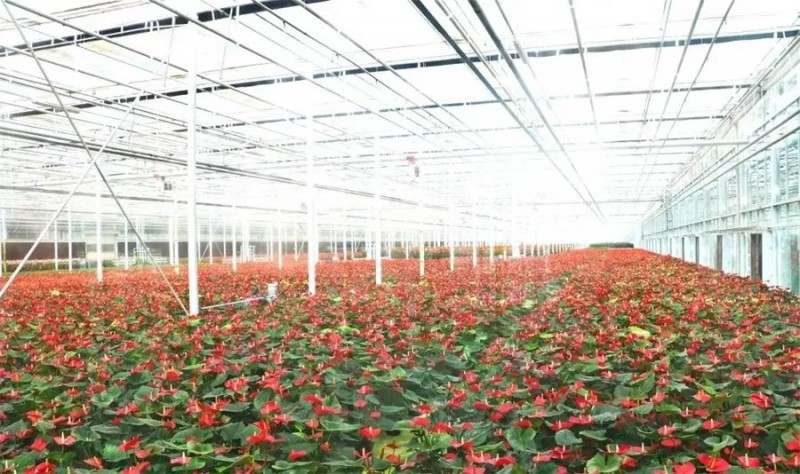 东信花卉的生产温室