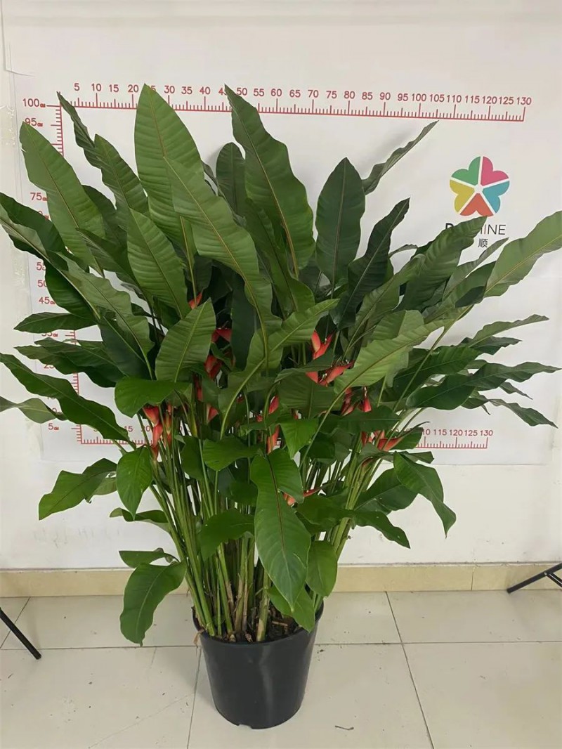 东信花卉生产的“红火鸟”