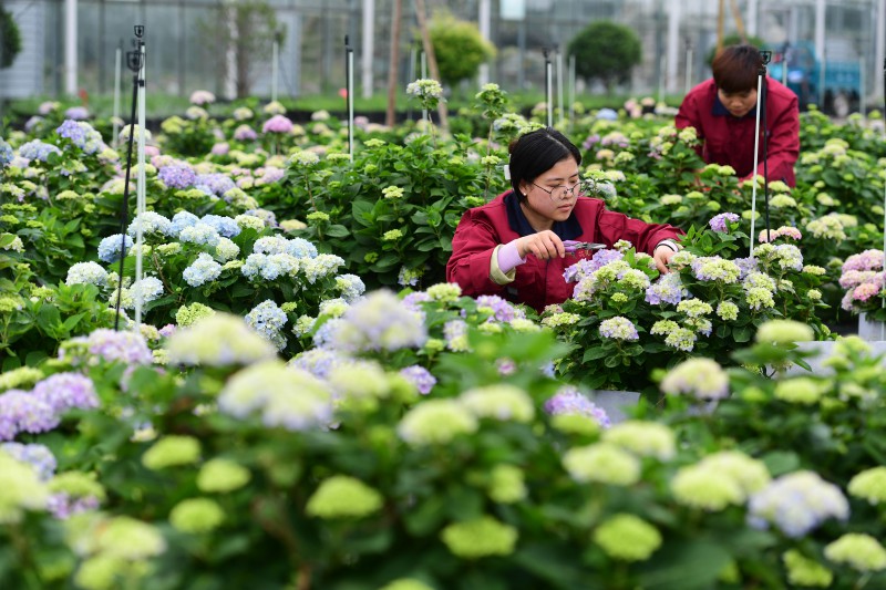 5月5日，在肥西县经开区一家农林科技企业，员工在打理绣球花（无人机照片）