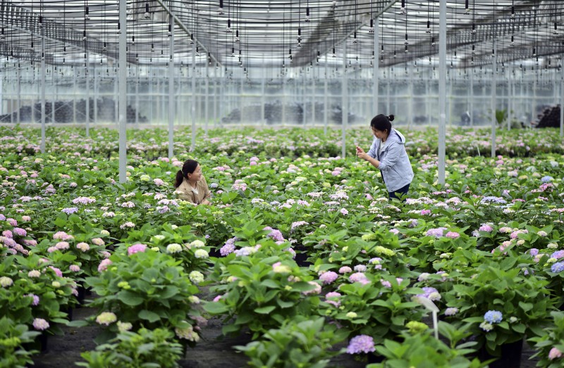 5月5日，在肥西县经开区一家农林科技企业，员工在打理绣球花（无人机照片）2