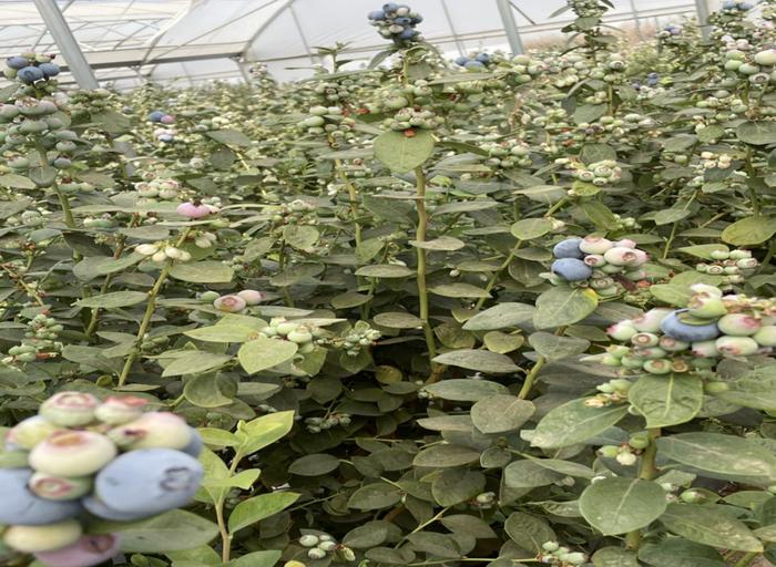 云南红河（国际）蓝莓基地高品质蓝莓