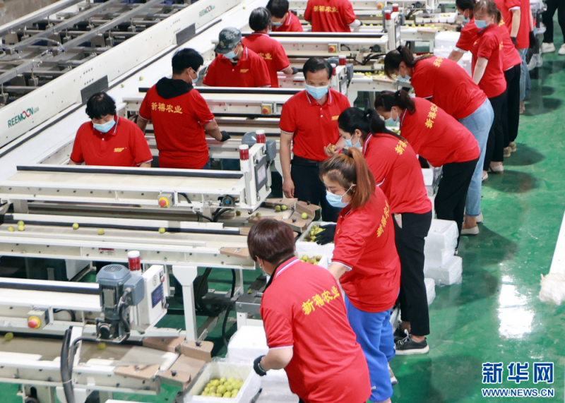 新禧冬枣专业合作社社员正在包装冬枣