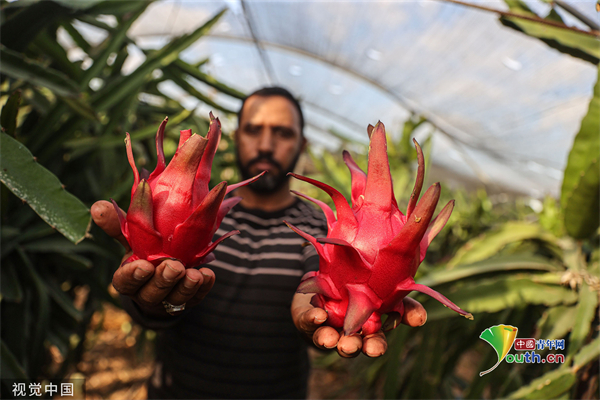 巴勒斯坦农民温室内采摘火龙果