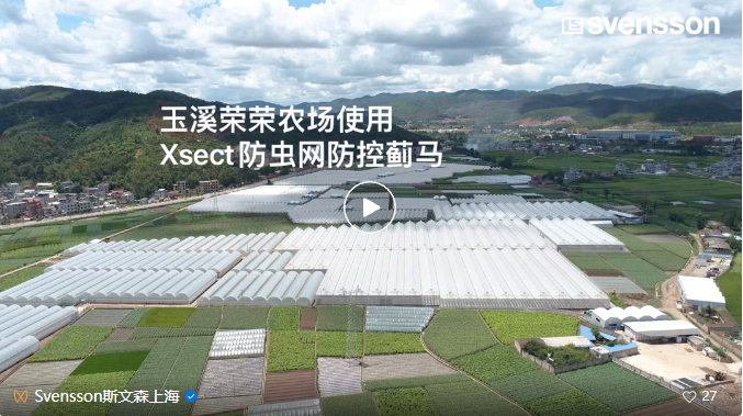 玉溪荣荣农场彩椒温室采用斯文森Xsect Xtra防虫网 对蓟马防效优势明显