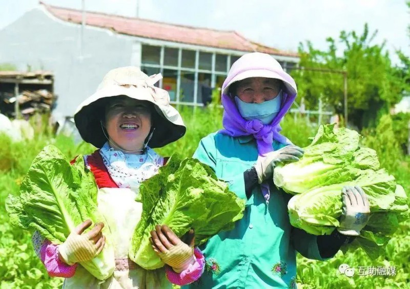 尕寺加村村民抱着丰收的罗马生菜笑开颜