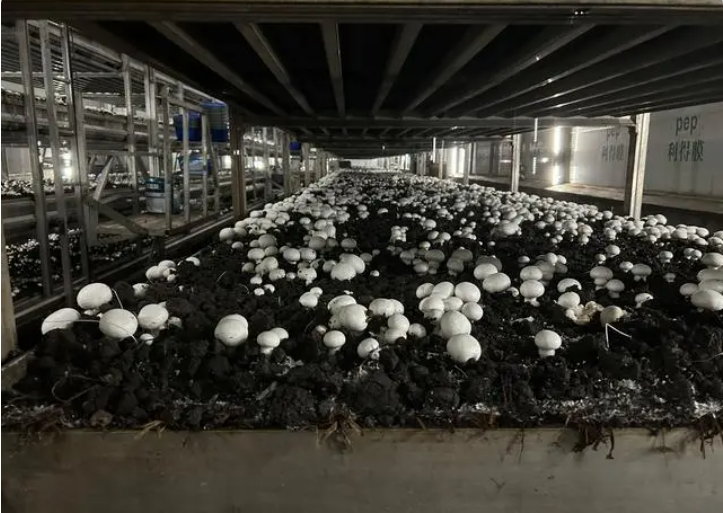 临泽现代寒旱农业产业园双孢菇工厂化生产菇房里的双孢菇。新华社记者宋佳 摄
