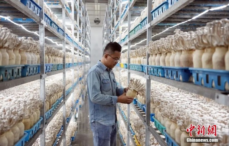 9月3日，甘肃省张掖市甘州区一家菇业公司内，工作人员查看鹿茸菇成熟情况