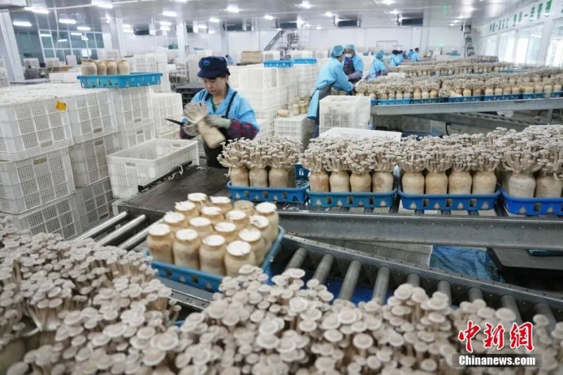 9月3日，甘肃省张掖市甘州区一家菇业公司内，工作人员查看鹿茸菇成熟情况2