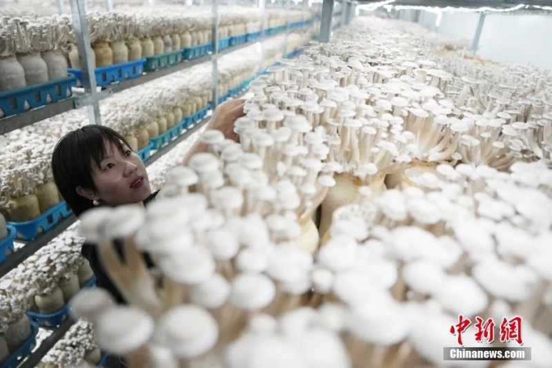9月3日，甘肃省张掖市甘州区一家菇业公司内，工作人员查看鹿茸菇成熟情况1